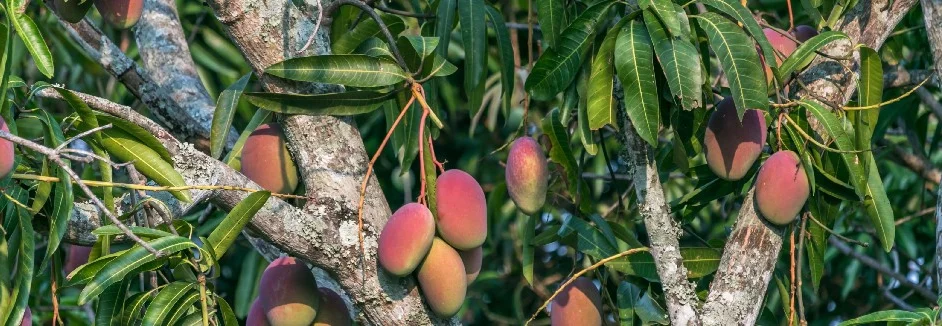 Mangobaum mit reifen Früchten
